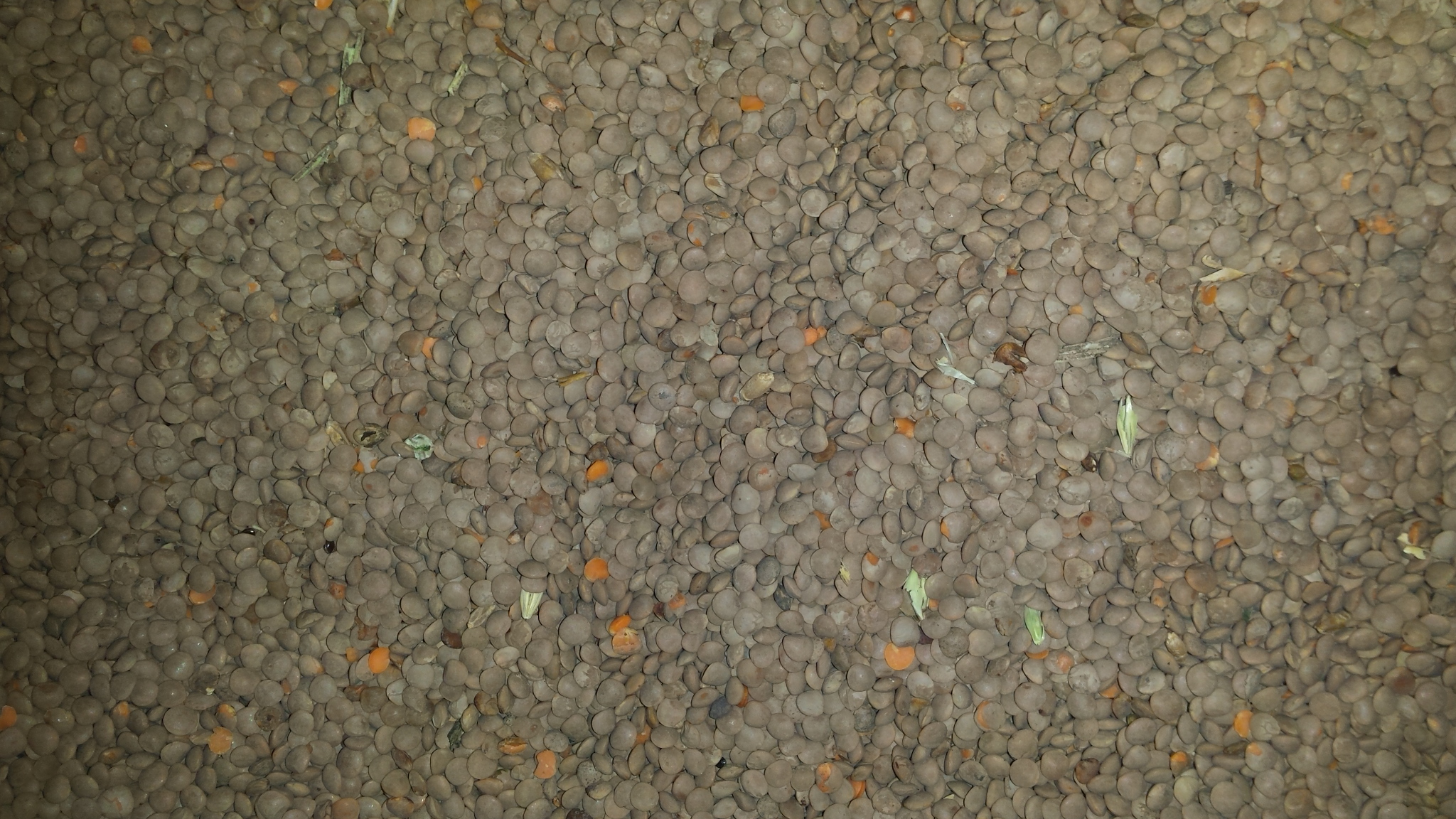 леща снимка